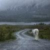 W h i t e   H o r s e   i n   C o n n e m a r a   . Keywords: Andy Morley;l o n e l y ; l o n e l i n e s s ; h o r s e ; r o a d ; c l o u d s ; c o n n e m a r a ; t w e l v e   b e n s ; t w e l v e   p i n s ; i r e l a n d   